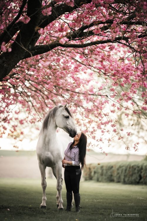 Элегантные лошади среди цветущей сакуры — тренд финского фотографа