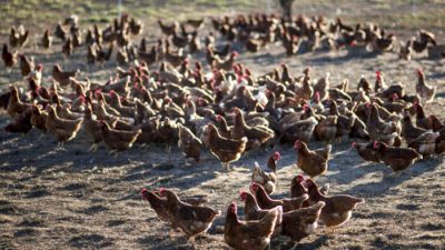 570 тыс. заражённых HPAI цыплят в Небраске будут убиты «гуманным способом»