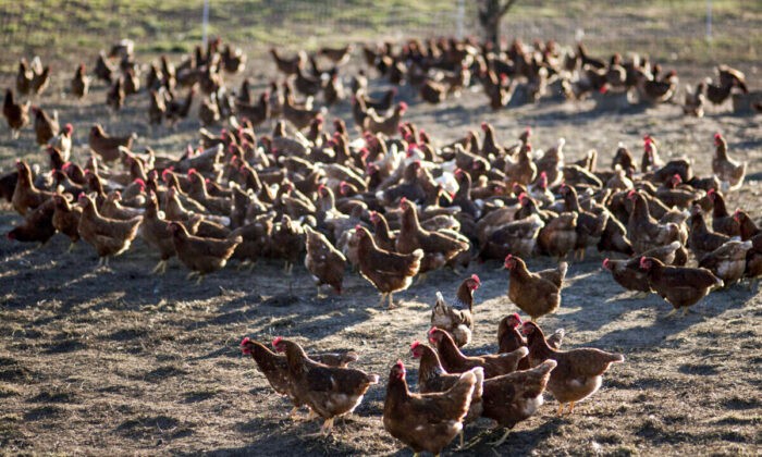 Цыплята на ферме Спрингфилд в Спарксе, штат Мэриленд, 17 ноября 2012 года. Фото: Brendan Smialowski/AFP via Getty Images
 | Epoch Times Россия