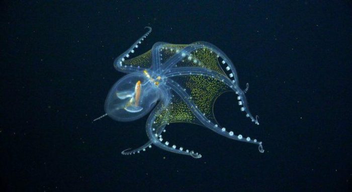 Кадры редко встречающихся, почти прозрачных головоногих — стеклянных осьминогов — стали вирусными в Интернете. (Image: Schmidt Ocean Institute  | Epoch Times Россия