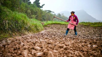 Китайским крестьянам приказано превратить леса в поля для выращивания зерновых культур