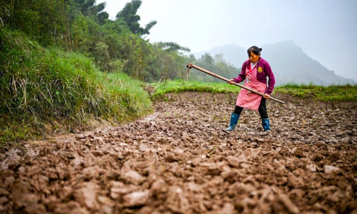Фермер работает на поле напротив Чжунба, небольшого острова недалеко от города Чунцин на юго-западе Китая, 29 ноября 2020 года. Фото: NOELCELIS/AFPviaGettyImages | Epoch Times Россия