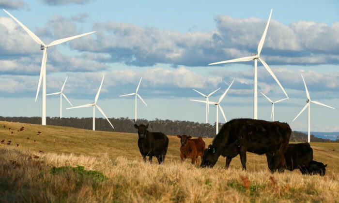 Крупный рогатый скот стоит перед ветряными турбинами на ветряной электростанции Таралга в Таралга, Австралия, 31 августа 2015 года. (Mark Kolbe/Getty Images)
 | Epoch Times Россия