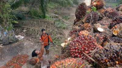 Индонезия повысила таможенные пошлины на экспорт пальмового масла