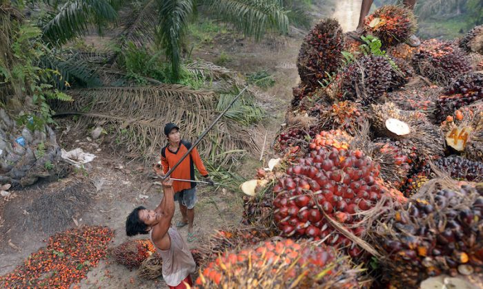 Рабочие загружают семена пальмы в кузов грузовика на плантации в Пелалаване, провинция Риау на острове Суматра в Индонезии, 16 сентября 2015 г. Фото: Adek Berry /AFP/ file/Getty Images
 | Epoch Times Россия