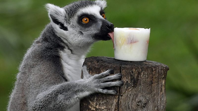 Лемур ест замороженный йогурт и фрукты в зоопарке Биопарко в Риме, чтобы охладиться TizIana Fabi/AFP/Getty Images  | Epoch Times Россия