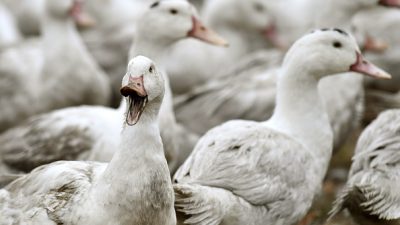 Птичий грипп: миллионы животных будут забиты во Франции