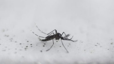 В Калифорнии и Флориде выпустят миллиарды генетически модифицированных комаров