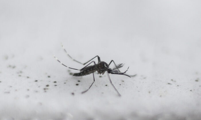 Трансгенный комар Aedes aegypti OX513A, созданный компанией Oxitec, в Пирасикаба, Сан-Паулу, Бразилия, 26 октября 2016 года. (Miguel Schincariol/AFP via Getty Images)
 | Epoch Times Россия