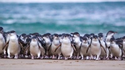CSIRO выпустит грибки, защищающие гнёзда пингвинов от сорняка