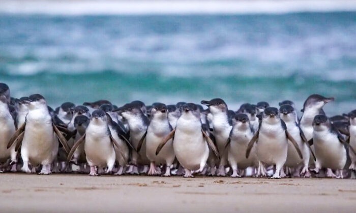 Penguins in Phillip Island Nature Parks (Phillip Island Nature Parks)
 | Epoch Times Россия