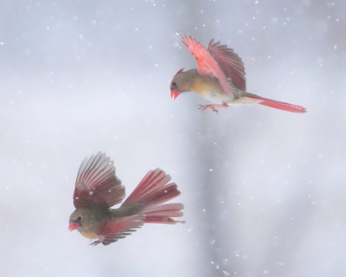 Потрясающие снимки воздушной драки двух самок кардиналов