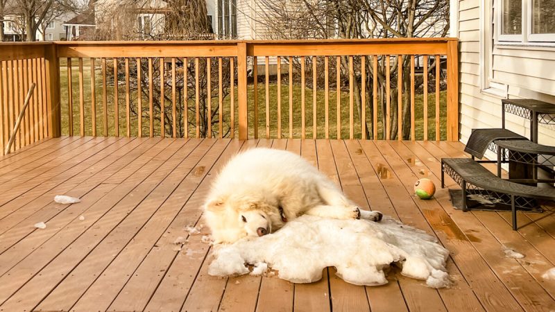 Аляскинский маламут оплакивает конец зимы. (Courtesy of Stephanie Larson)
 | Epoch Times Россия