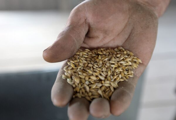 Фермер показывает зёрна только что собранной пшеницы в селе Стадница, примерно в 170 км к югу от Киева, Украина, 10 августа 2009 года. (GenyaSavilov/AFP viaGettyImages)