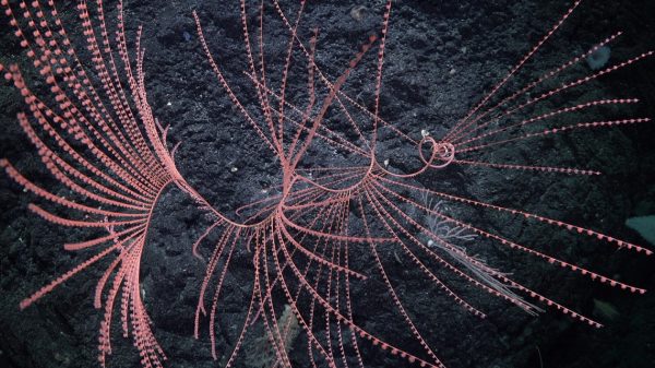 Исследователи нанесли на карту 10 новых подводных гор, открыли новые виды животных, задокументировали более 10 симбиотических отношений между кораллами и другими организмами. (Image: Schmidt Ocean Institute)