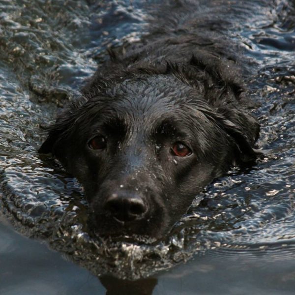 Пёс бросился в воду, чтобы спасти купца. (Image: via pixabay / CC0 1.0)
