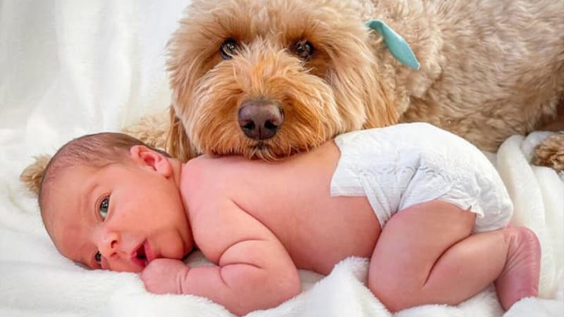 Пудель отказался покинуть фотосессию новорождённого ребёнка.  (Courtesy of Bentley The Goldendoodle Puppy)  | Epoch Times Россия