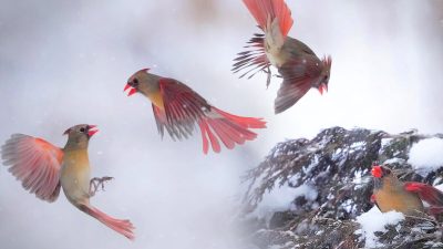 Потрясающие снимки воздушной драки двух самок кардиналов