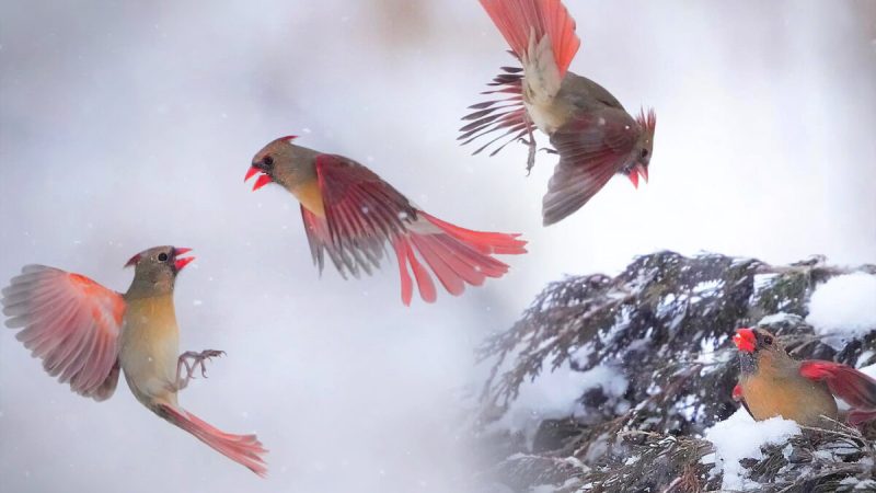 Потрясающие снимки воздушной драки двух самок кардиналов. (Courtesy of Andy Raupp)  | Epoch Times Россия