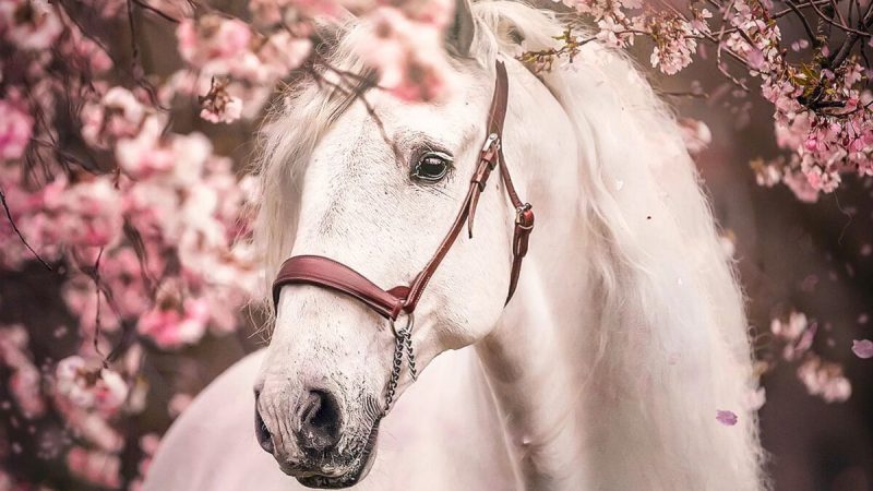 Элегантные лошади среди цветущей сакуры — тренд финского фотографа. (Courtesy of Jenna Vainionpää)  | Epoch Times Россия