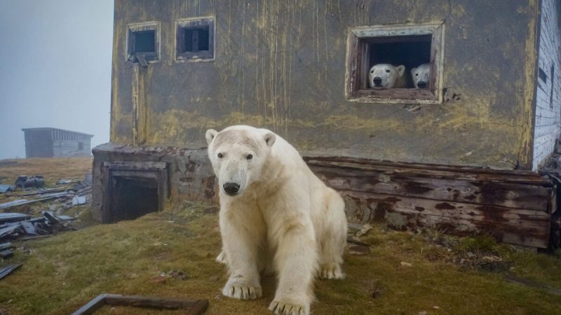 Стая белых медведей поселилась на заброшенной метеостанции в Арктике. (Courtesy of David Kokh)
 | Epoch Times Россия