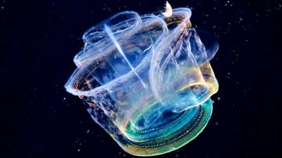 Прозрачное морское существо превращается в светящийся калейдоскоп цветов
