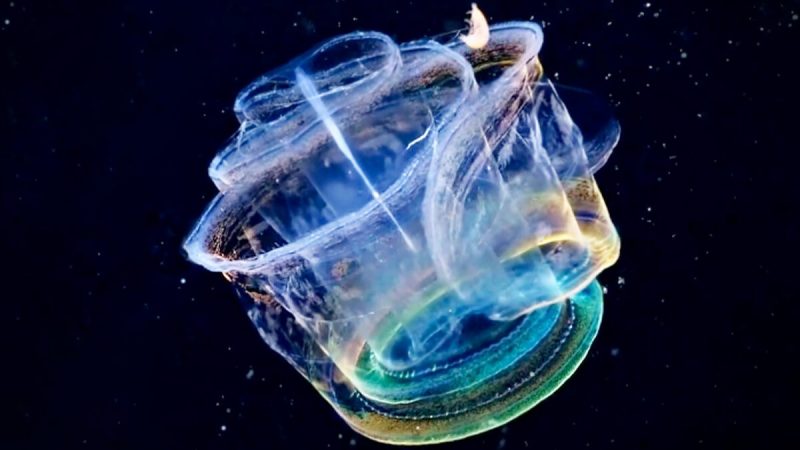 Прозрачное морское существо превращается в светящийся калейдоскоп цветов. (Courtesy of Team Aquatilis and @aquatilis_expedition)
 | Epoch Times Россия