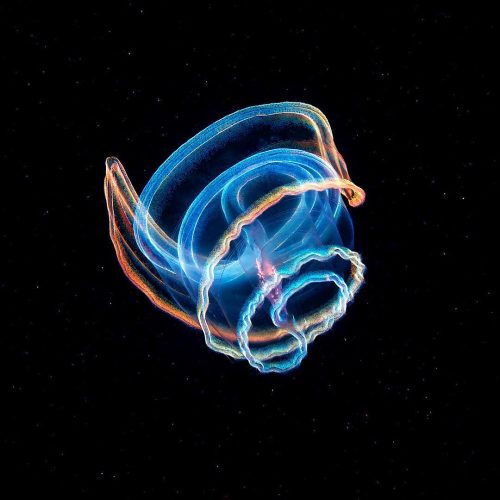 Прозрачное морское существо превращается в светящийся калейдоскоп цветов