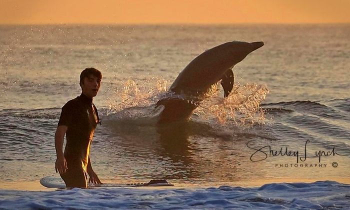Дельфин катался на волне рядом с серфером