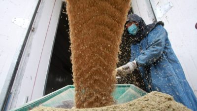 Министр сельского хозяйства Китая заявил, что состояние озимой пшеницы может быть худшим в истории