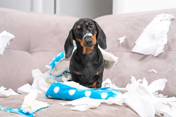 Собаки, подверженные тревожности, могут разрушать предметы в доме, если их надолго оставить одних. Фото: Shutterstock