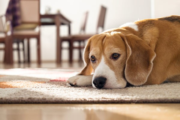 Собаки — компанейские существа, и их не следует оставлять одних надолго Фото: Shutterstock | Epoch Times Россия