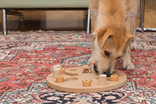 Доска-головоломка с припрятанными в ней закусками сделает одиночество вашей собаки менее тяжёлым. Фото: Shutterstock