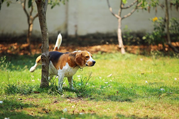 Владельцы должны регулярно выводить своих собак на прогулку. Фото: Shutterstock