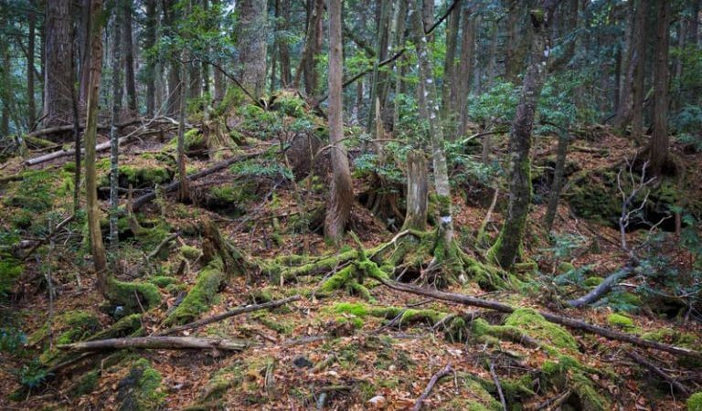 У подножия горы Фудзи в Японии находится лес под названием Аокигахара, также известный как «лес самоубийц». (Image: Jef Wodniack via Dreamstime) | Epoch Times Россия
