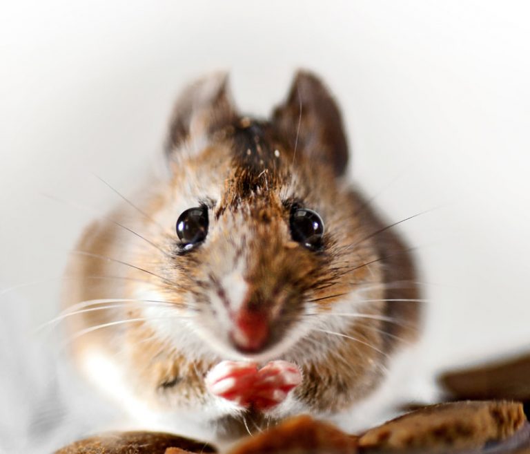 Съев всю еду в банке, живот мышки стал большим и не позволил ей выбраться! (Image: Ying Feng Johansson via Dreamstime)