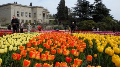 Цветущий Крым: парад тюльпанов дарит вдохновение