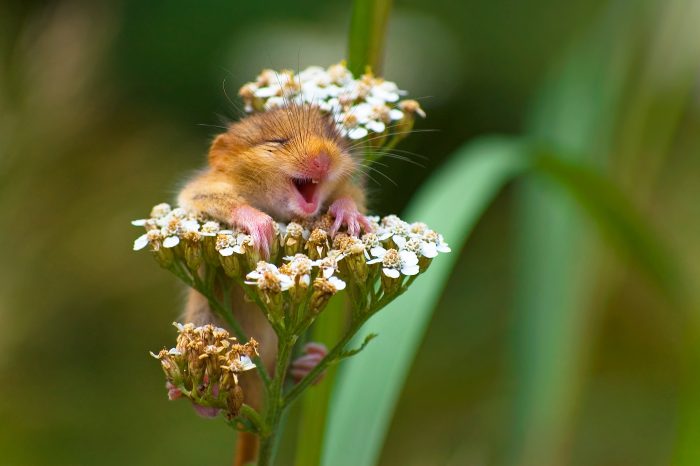 Фотограф снял милую «Смеющуюся соню», сидящую на цветке 