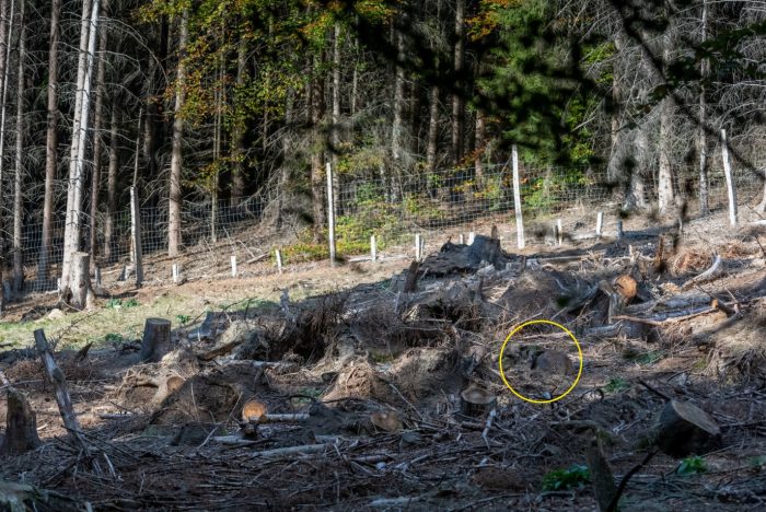 Можете ли вы найти замаскированного в лесу оленёнка на этой фотографии?