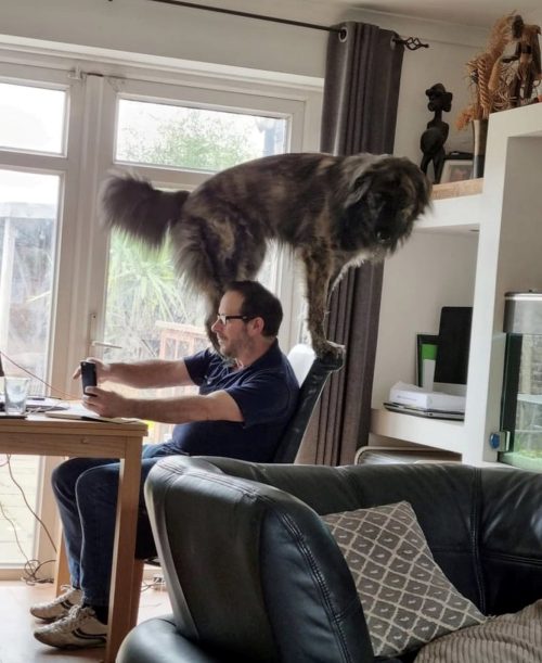 Вы владелец огромной собачки и хотите спокойно поработать дома? Готовьтесь поменять свои планы