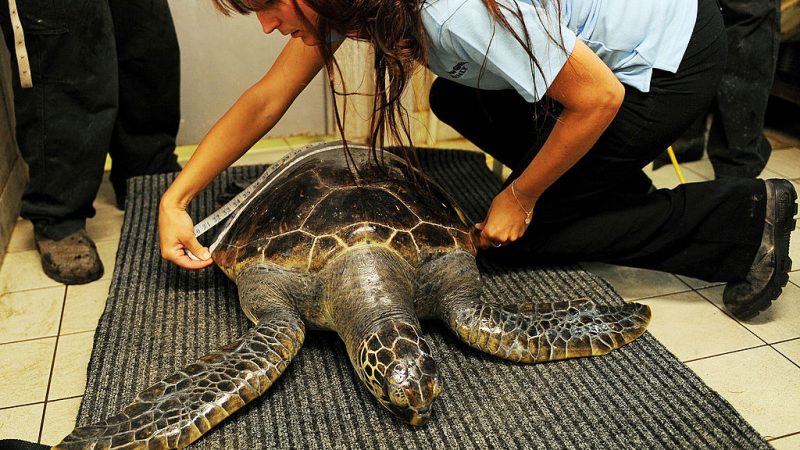 Самка зелёной морской черепахи, пострадавшая от вероятного удара лодки и доставленная в Oceanworld Manly, недалеко от Сиднея, измеряется ветеринарной медсестрой 23 мая 2012 года. Фото: GREG WOOD/AFP/GettyImages | Epoch Times Россия