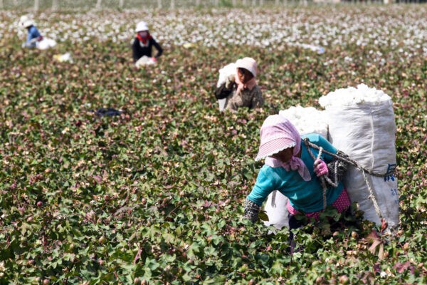 Китайские фермеры собирают хлопок на полях в северо-западном регионе Синьцзяна. (STR/AFP via Getty Images)