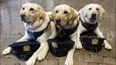 Защищать и обнимать: собаки-терапевты полиции Нью-Йорка на работе