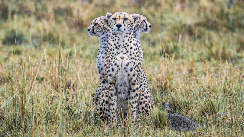 Оптическая иллюзия: гепард с тремя головами. (SWNS)  | Epoch Times Россия