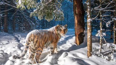 Фотограф сделал невероятный снимок редкого, находящегося под угрозой исчезновения амурского тигра