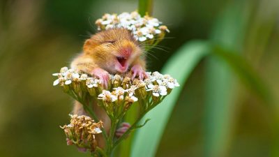 Фотограф снял милую «Смеющуюся соню», сидящую на цветке 