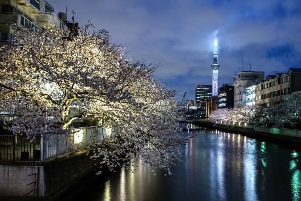 В Токио цветёт сакура. Фото: PHILIP FONG/AFP via Getty Images
 | Epoch Times Россия