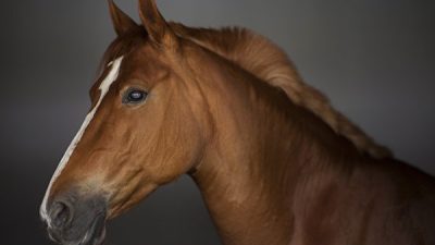 Конь использует свой дар целительства, чтобы облегчать страдания тяжелобольных