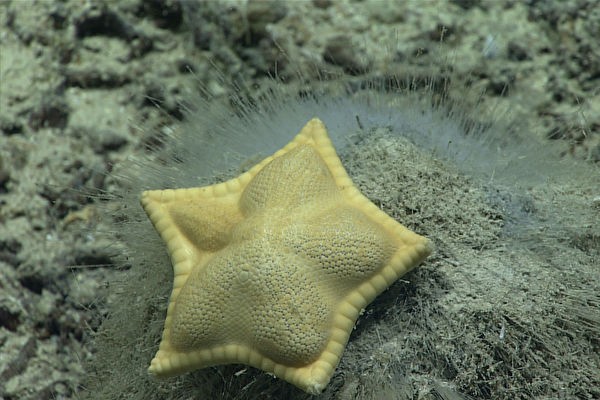 Морская звезда Plinthaster dentatus по внешнему виду напоминает равиоли (изображение: NOAA) | Epoch Times Россия