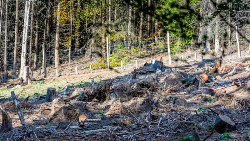 Можете ли вы найти замаскированного в лесу оленёнка на этой фотографии? (SWNS) | Epoch Times Россия